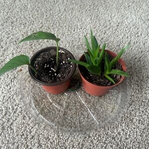 Green Potted Houseplants - Set of 2